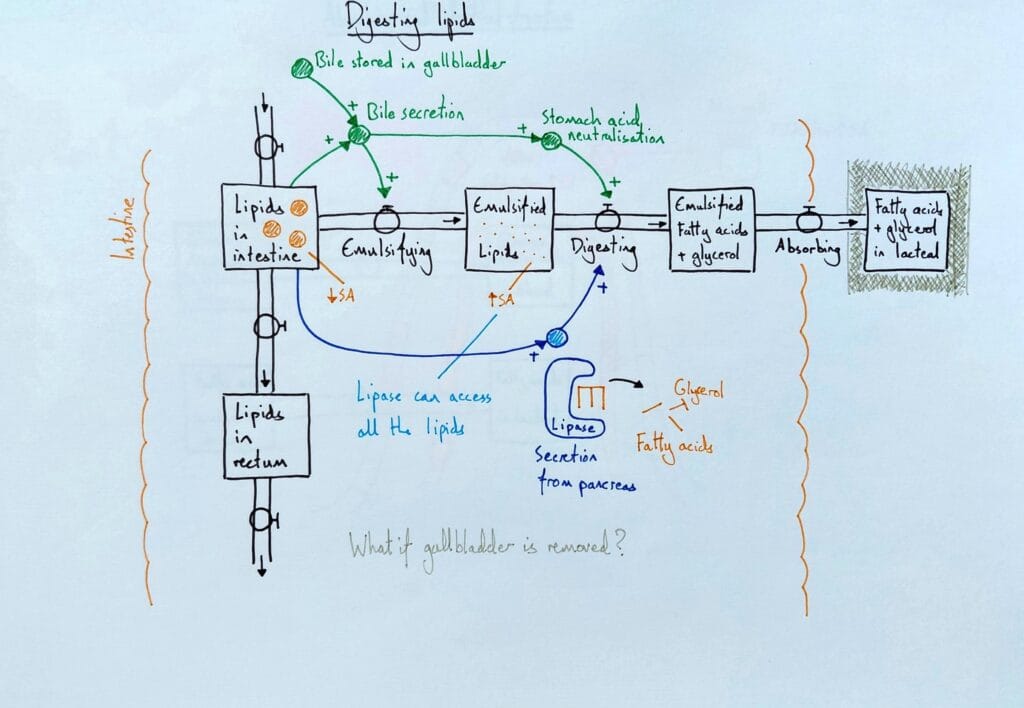 7 Explain digestive system lipids bile gallbladder emulsifier KS4