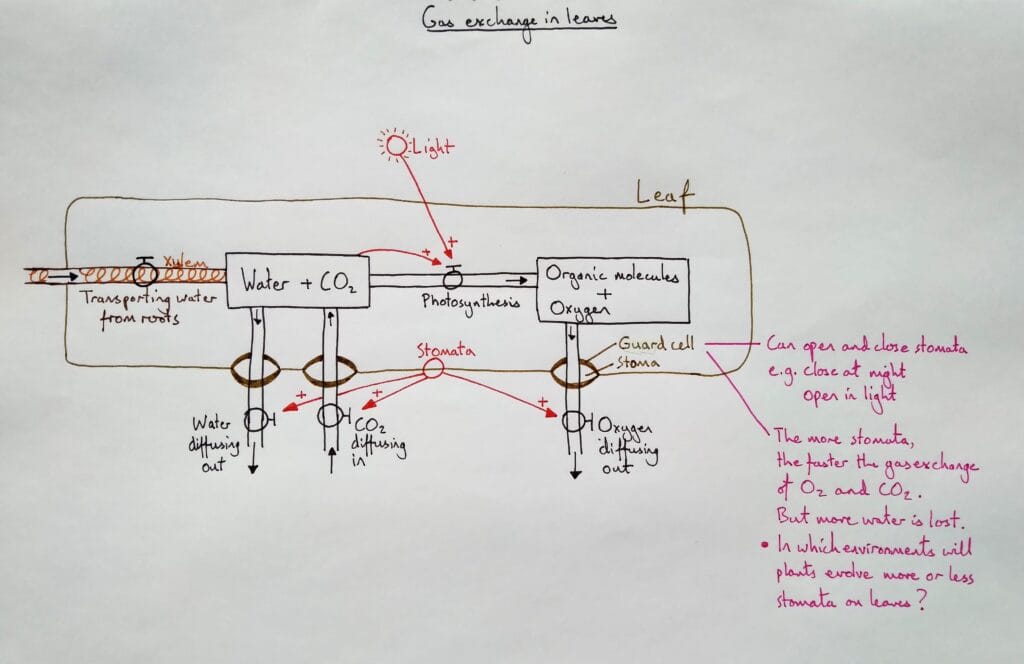 8 Explain bio plant physiology gas exchange leaf stomata 1eso KS3