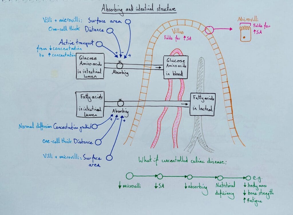 8 Explain digestive system intestine structure absorption KS4