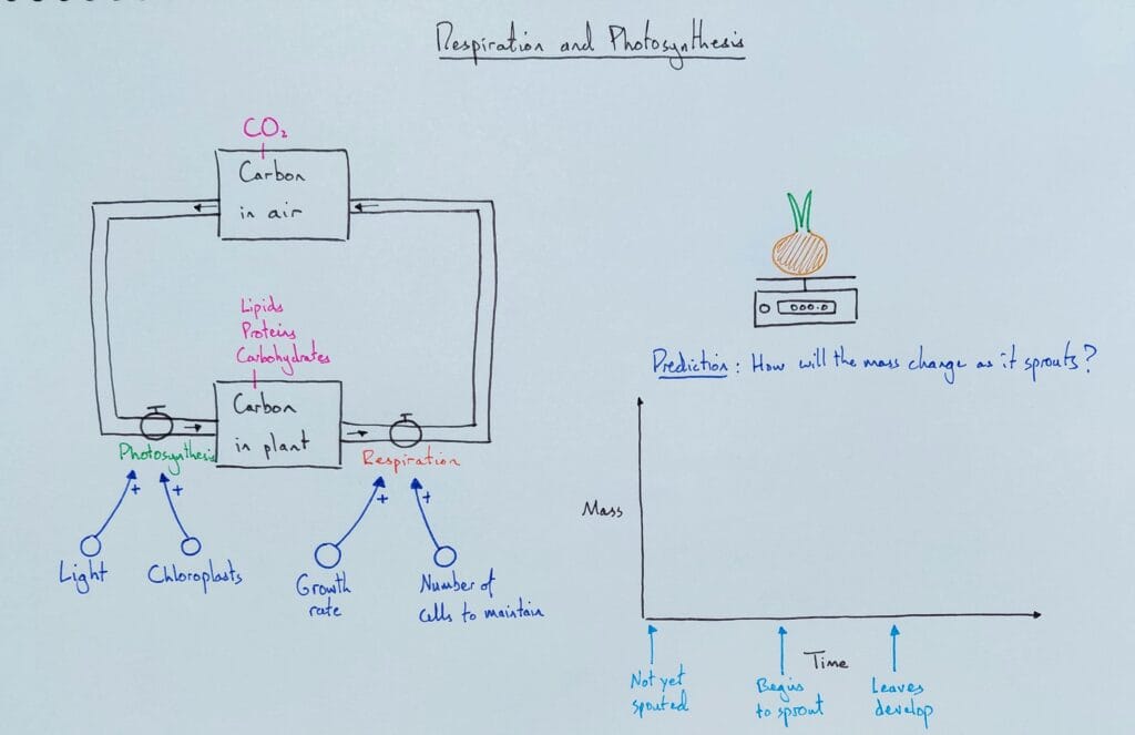 9 Explain bio plant ecology photosynthesis and respiration sprouting onion 1eso KS3