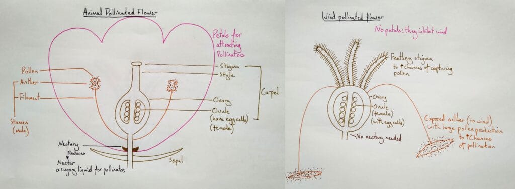 9 Explain bio plant reproduction flowers 1eso KS3