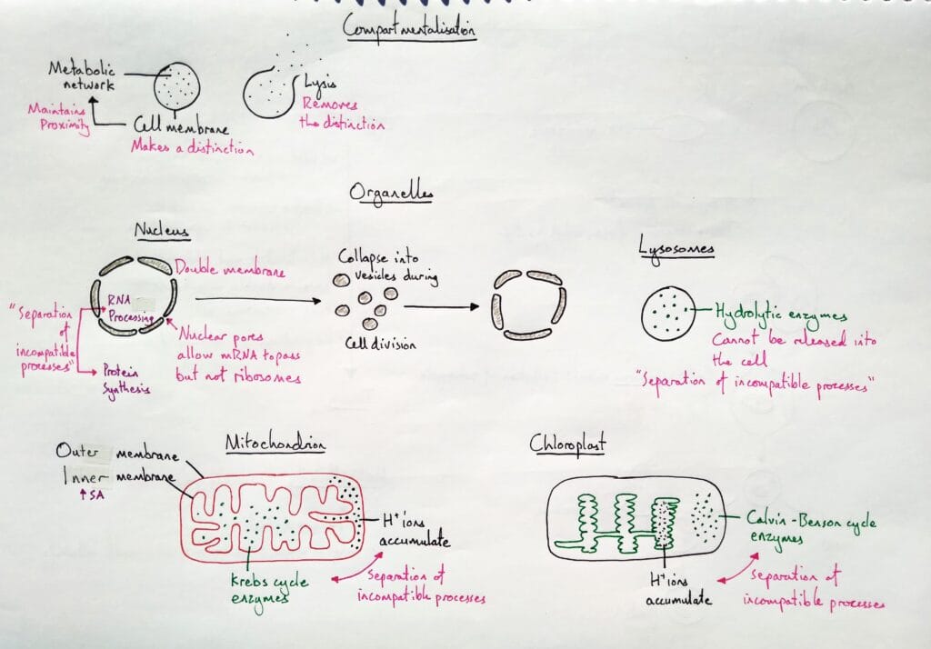 Explain cell compartmentalisation organelles examples KS5