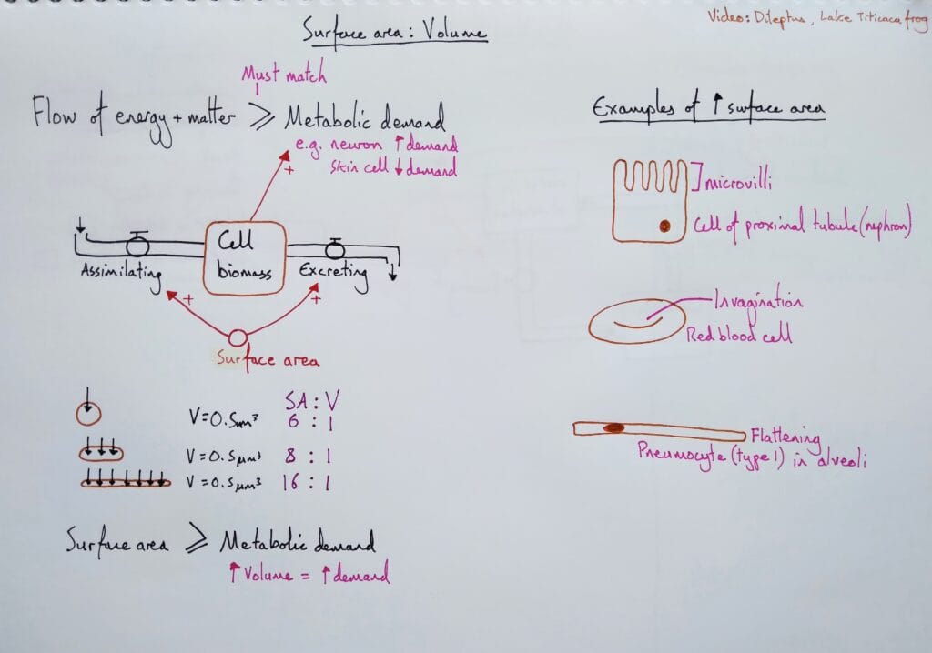 Explain cell diffusion surface area volume ratio 1 KS5