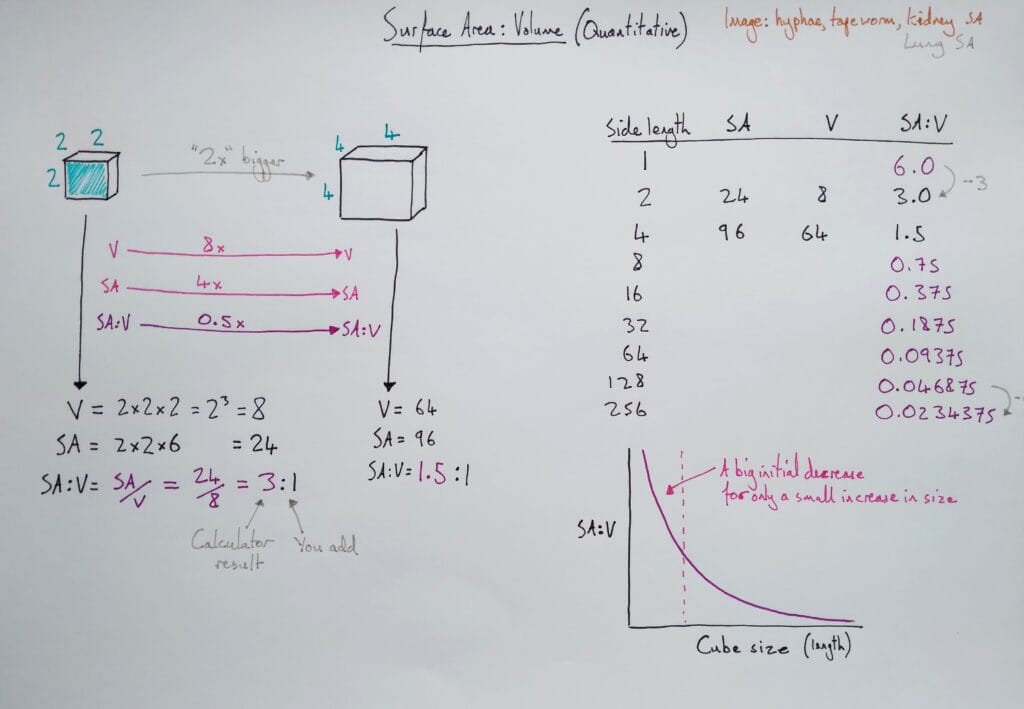 Explain cell diffusion surface area volume ratio 2 KS5