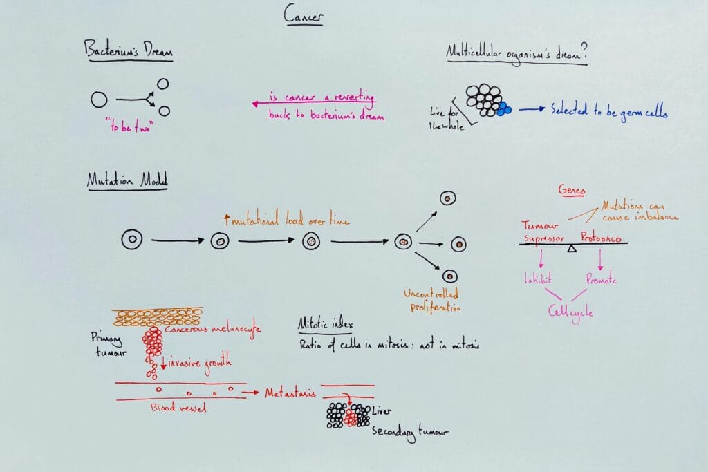 Explain cell division cancer metastisis mutation model KS5