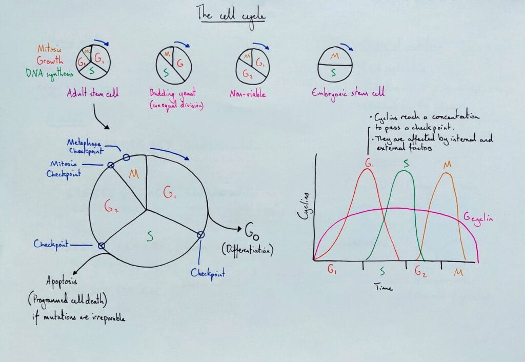 Explain cell division cycle cyclins KS5