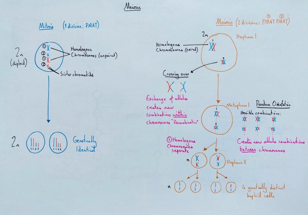 Explain cell division meiosis KS5