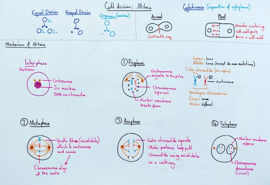Explain cell division mitosis KS5