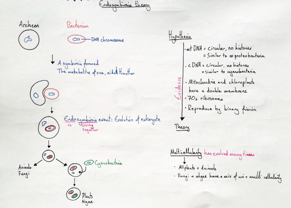 Explain cell evolution endosymbiosis theory and multicellularity KS5