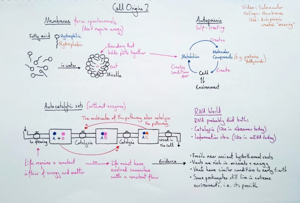 Explain cell evolution origins autopoiesis autocatalytic sets hydrothermal KS5