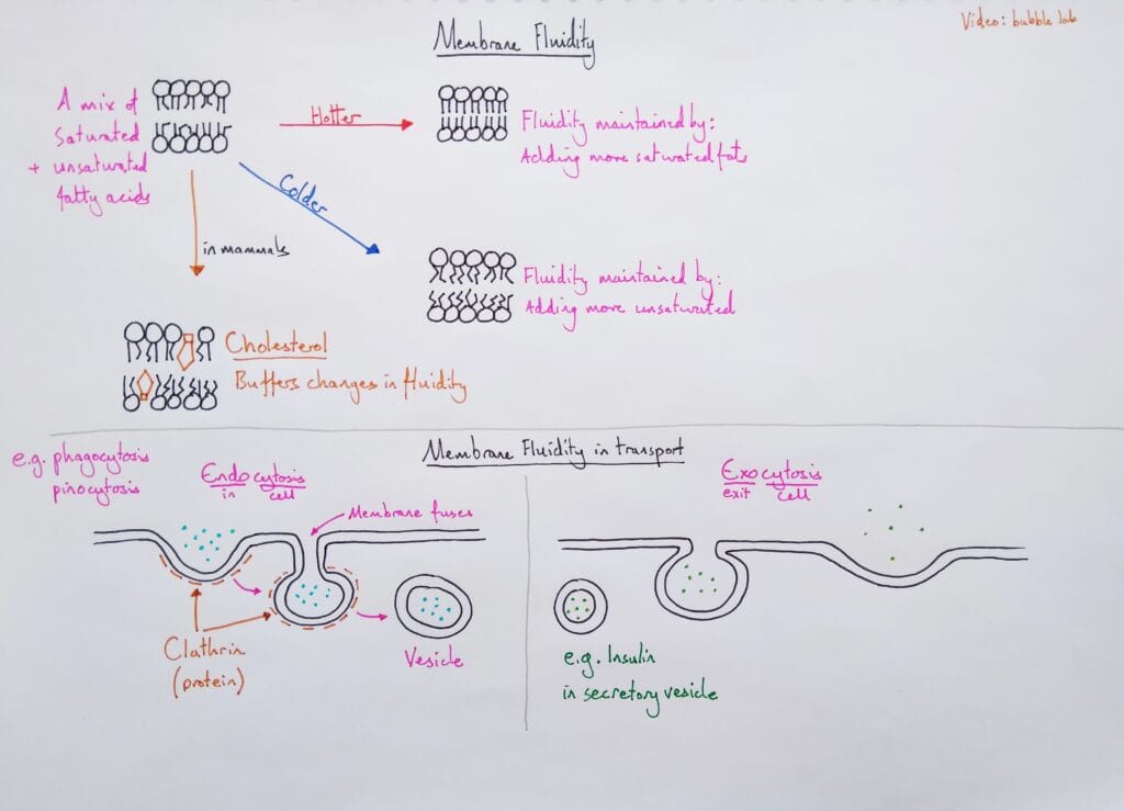 Explain cell membrane fluidity composition endocytosis exocytosis KS5