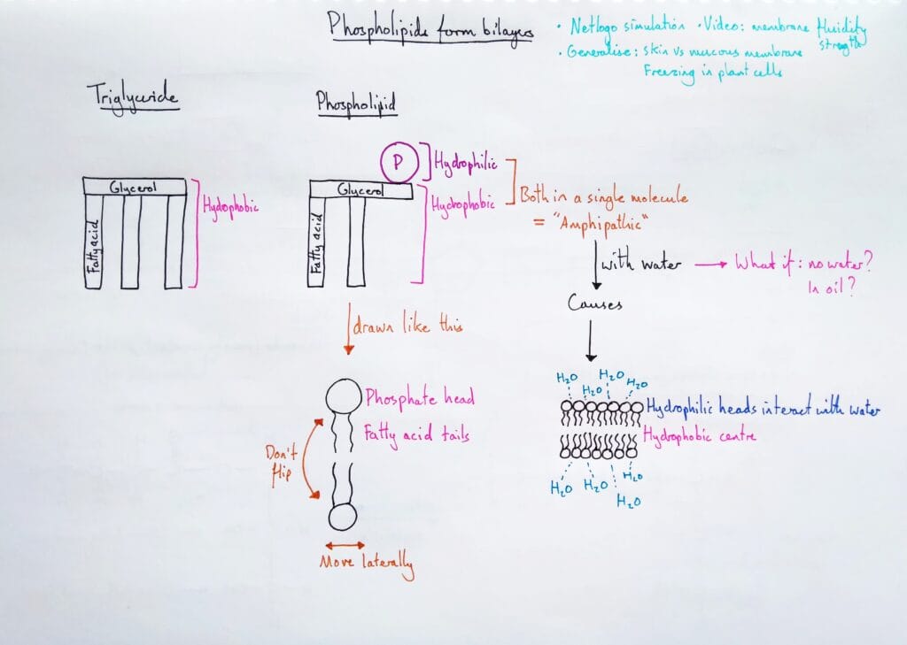 Explain cell membrane phospholipid bilayer KS5