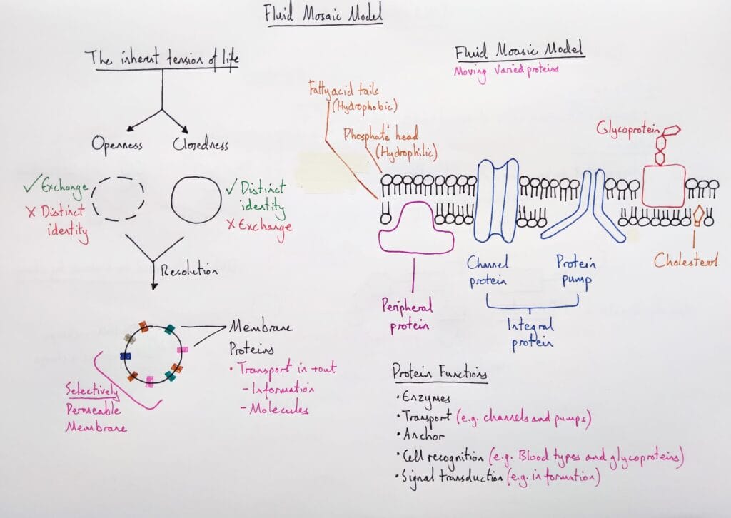 Explain cell membrane proteins fluid mosaic model KS5