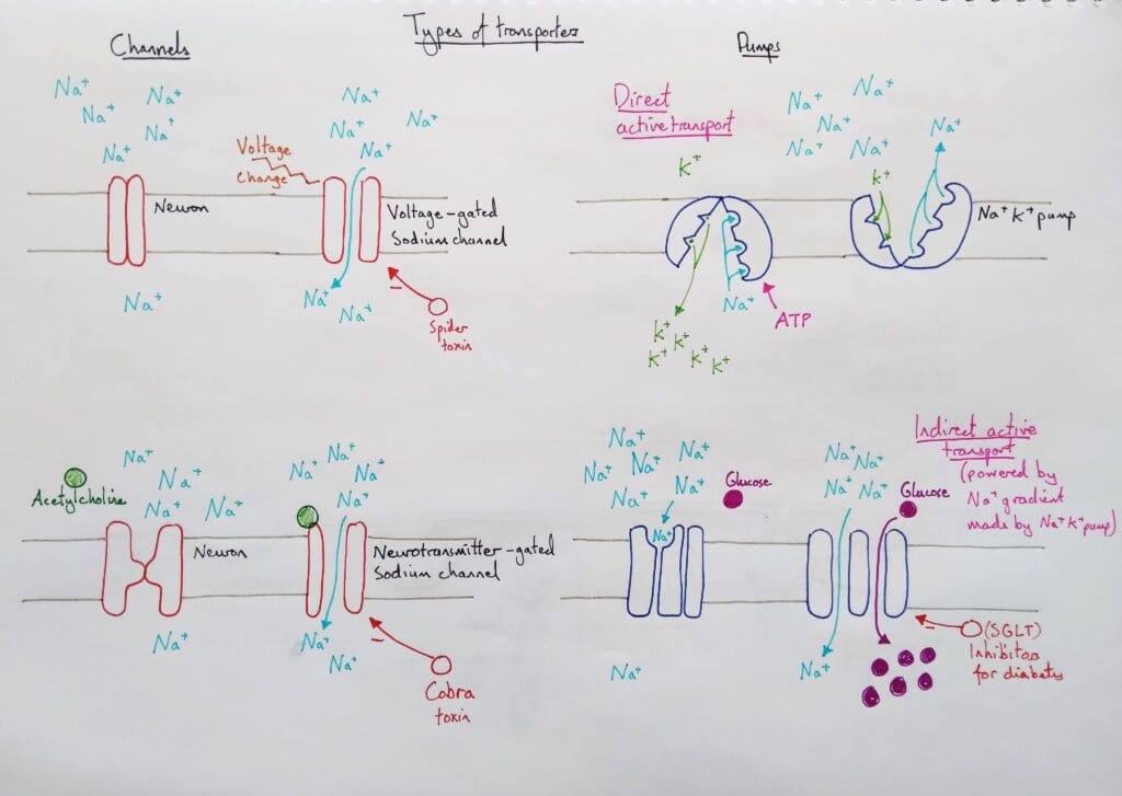 Explain cell membrane transport channel and pump proteins examples KS5