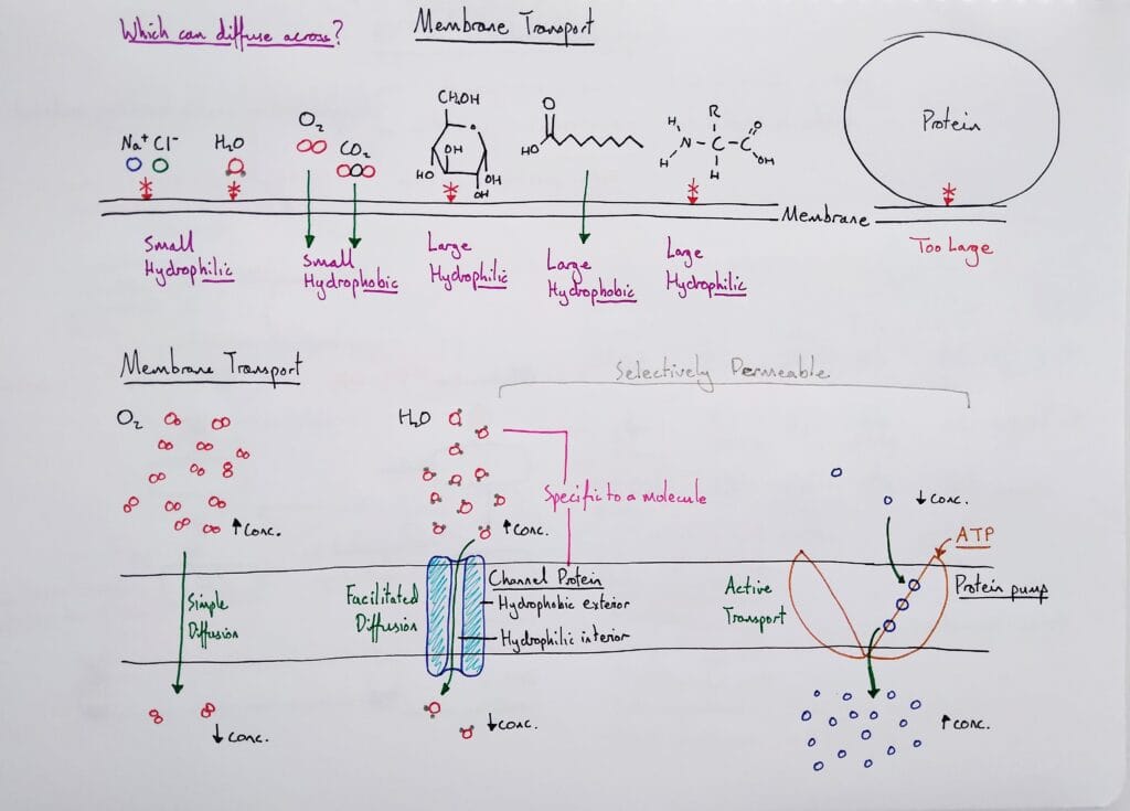 Explain cell membrane transport proteins KS5
