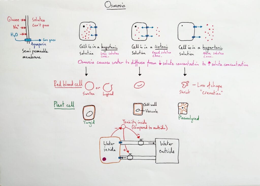 Explain cell osmosis tonicity solute concentration KS5