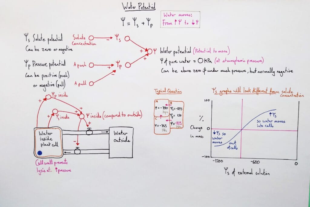 Explain cell osmosis water potential & plant cell KS5