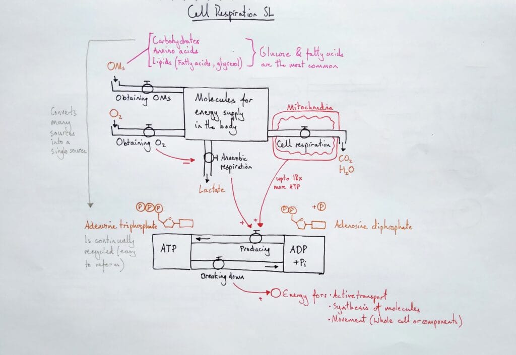 Explain cell respiration ATP production basics KS5
