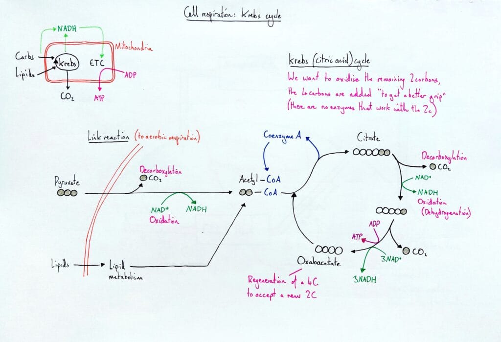 Explain cell respiration citric acid krebs cycle link reaction KS5