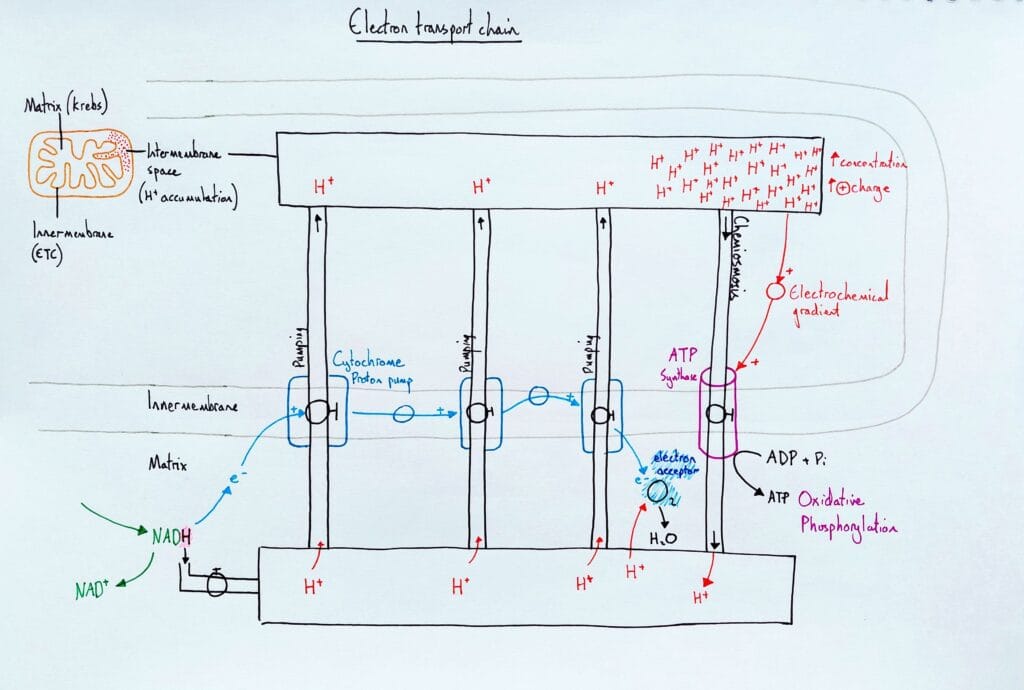 Explain cell respiration electron transport chain chemiosis stock and flow KS5