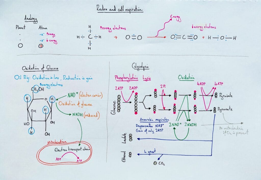 Explain cell respiration glycolysis redox and NAD KS5