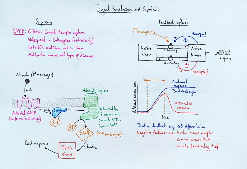 Explain cell signalling transduction G proteins and feedback effects