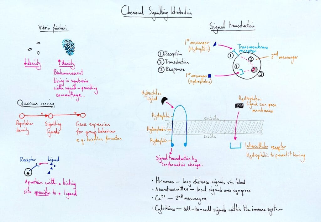 Explain cell signalling transduction introduction and quorum sensing KS5