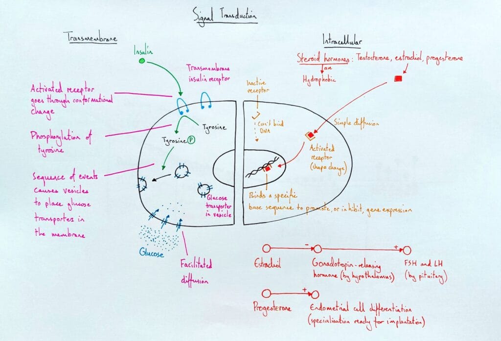 Explain cell signalling transduction transmembrane insulin intracellular steroids KS5