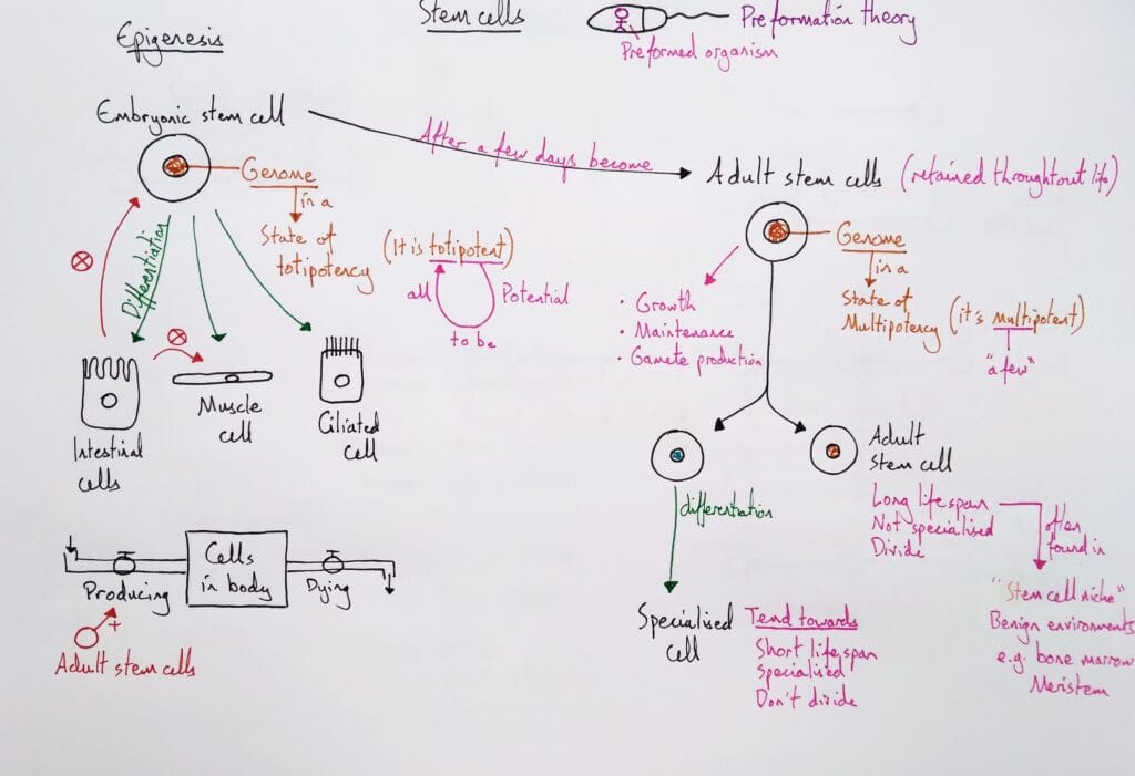 Explain cell stem cells KS5
