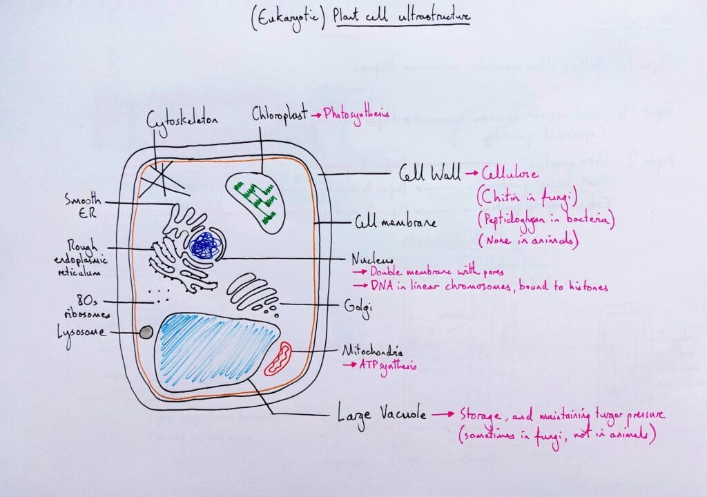 Explain cell ultrastructure eukaryotic plant cell KS5