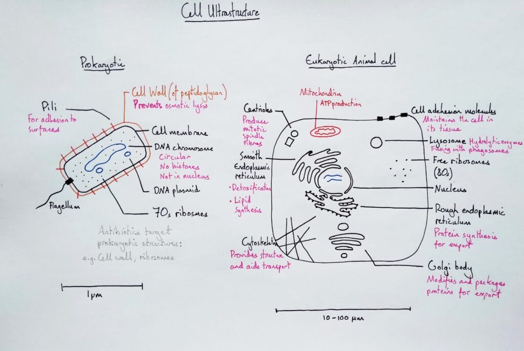Explain cell ultrastructure prokayote versus eukaryotic animal cell KS5