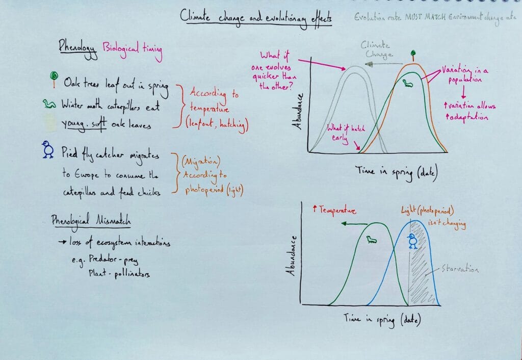 Explain ecology climate change evolutionary effects KS5