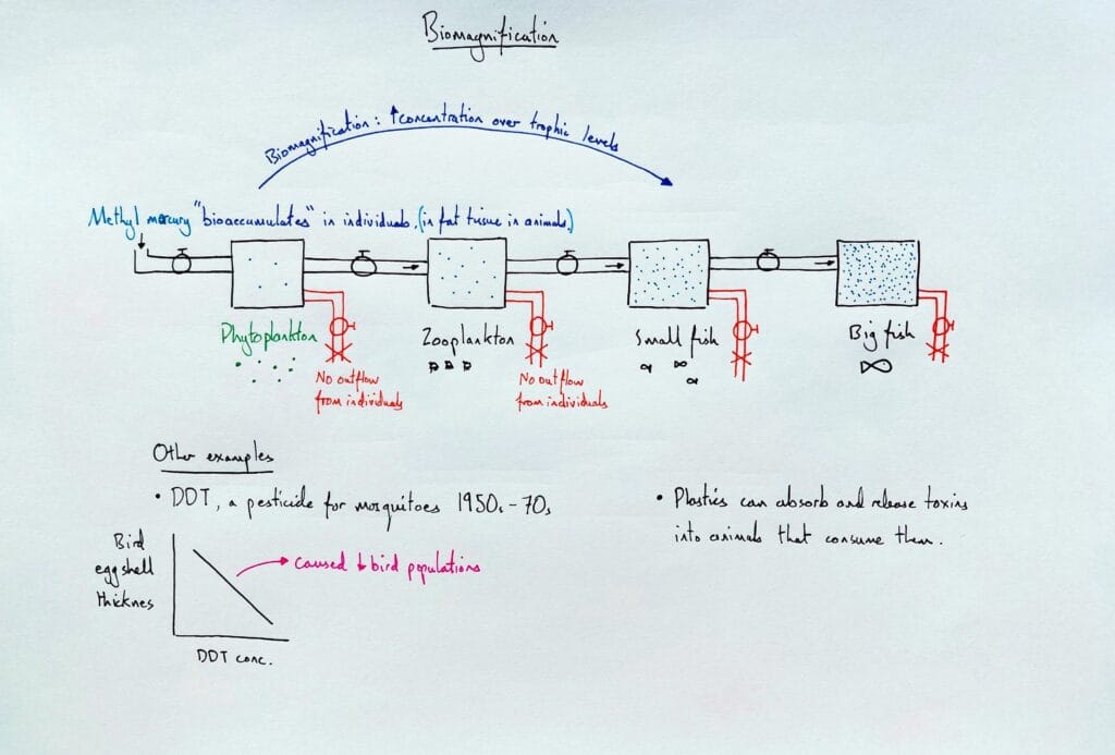 Explain ecology ecosystem biomagnification bioaccumulation DDT KS5