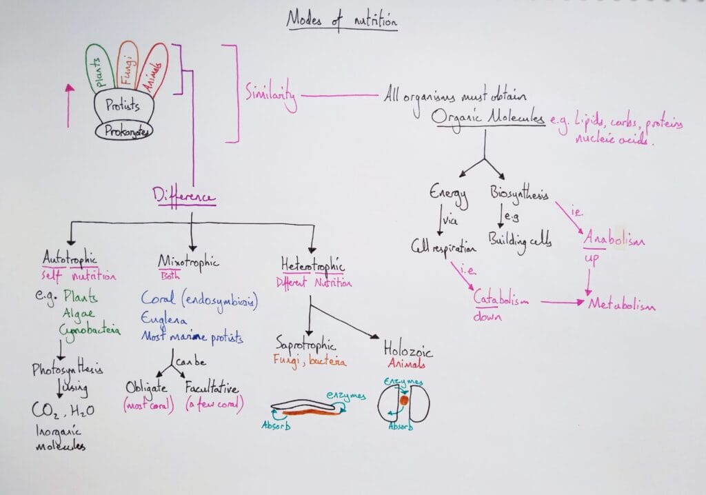 Explain ecology organismal modes of nutrition autotrophy heterotrophy saprotrophy KS5