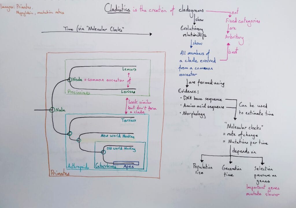 Explain evolution cladistics clades primates KS5