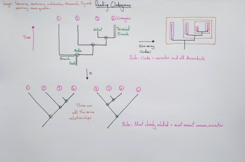 Explain evolution cladistics reading cladograms technical KS5