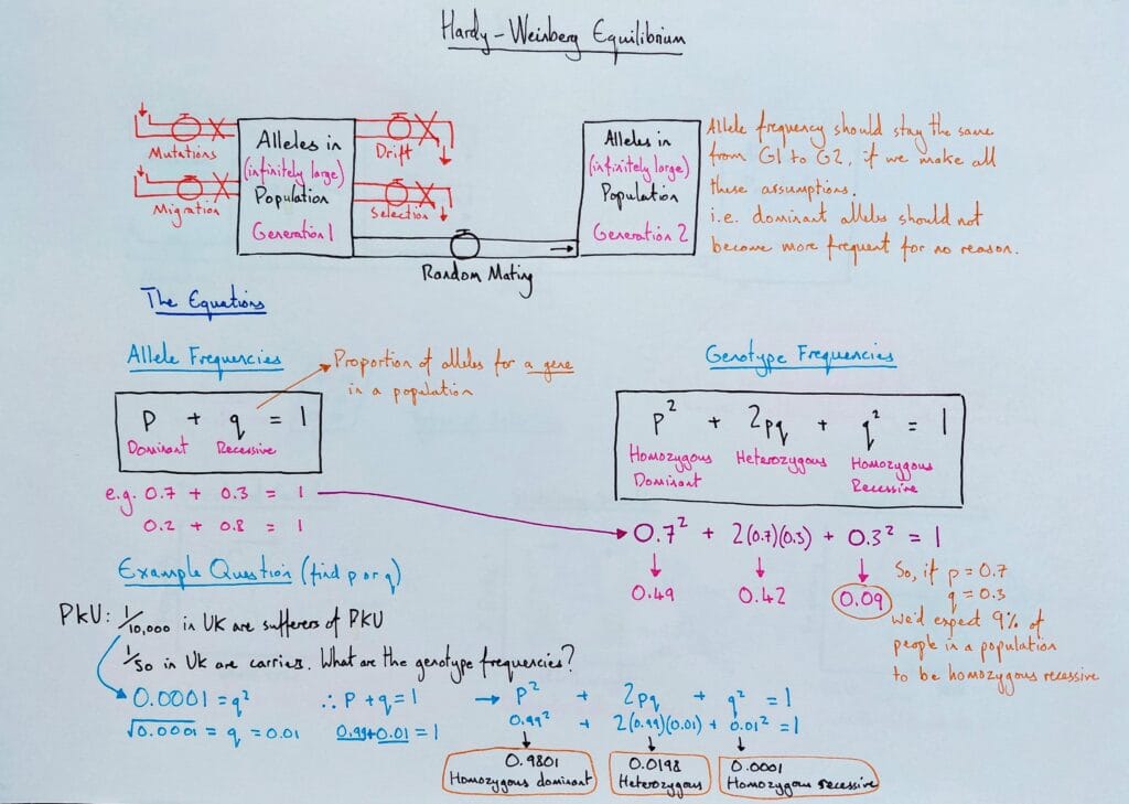 Explain evolution gene pool Hardy Weinberg KS5