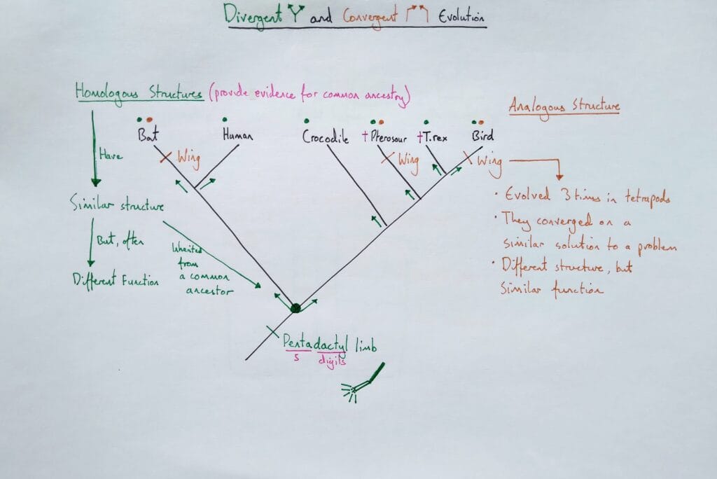 Explain evolution homologous structures diverget convergent KS5