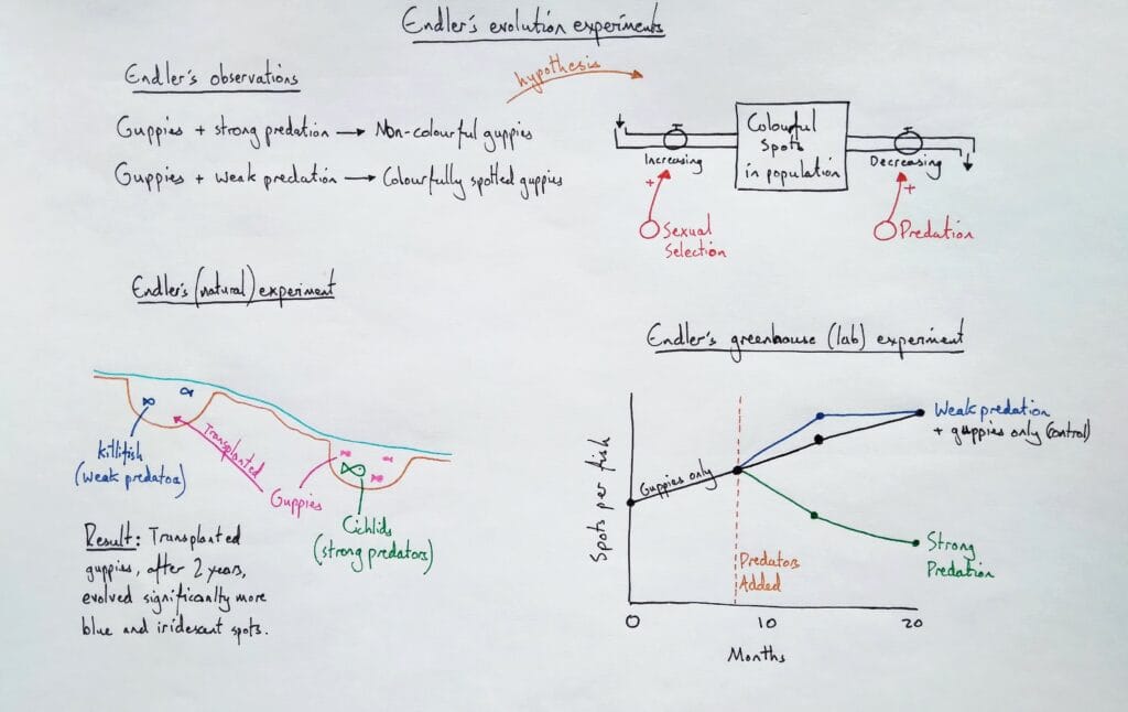 Explain evolution natural selection Endler experiment guppies KS5