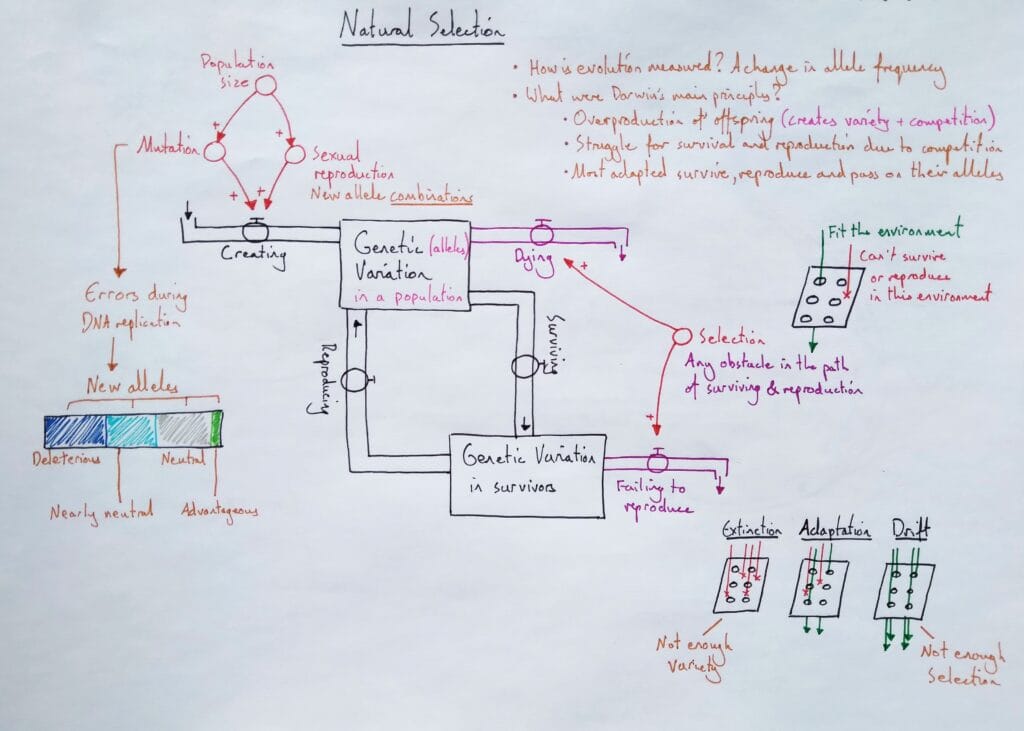 Explain evolution natural selection KS5