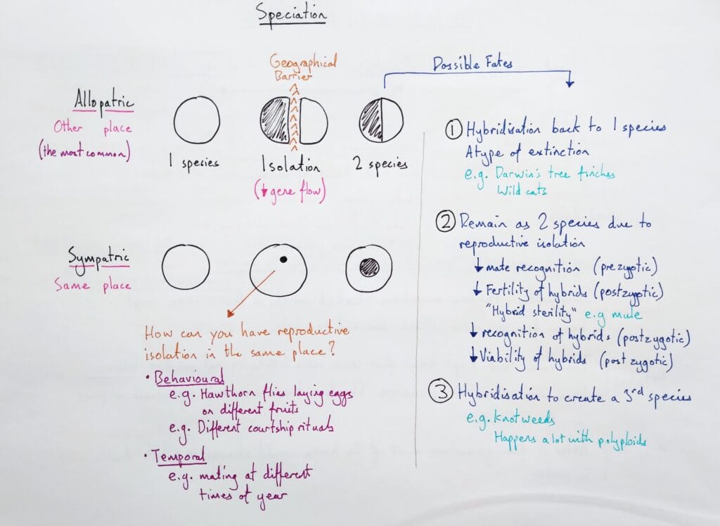 Explain evolution speciation allopatric sympatric hybrid hybridisation KS5