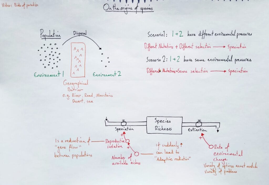 Explain evolution speciation reproductive isolation barrier model KS5