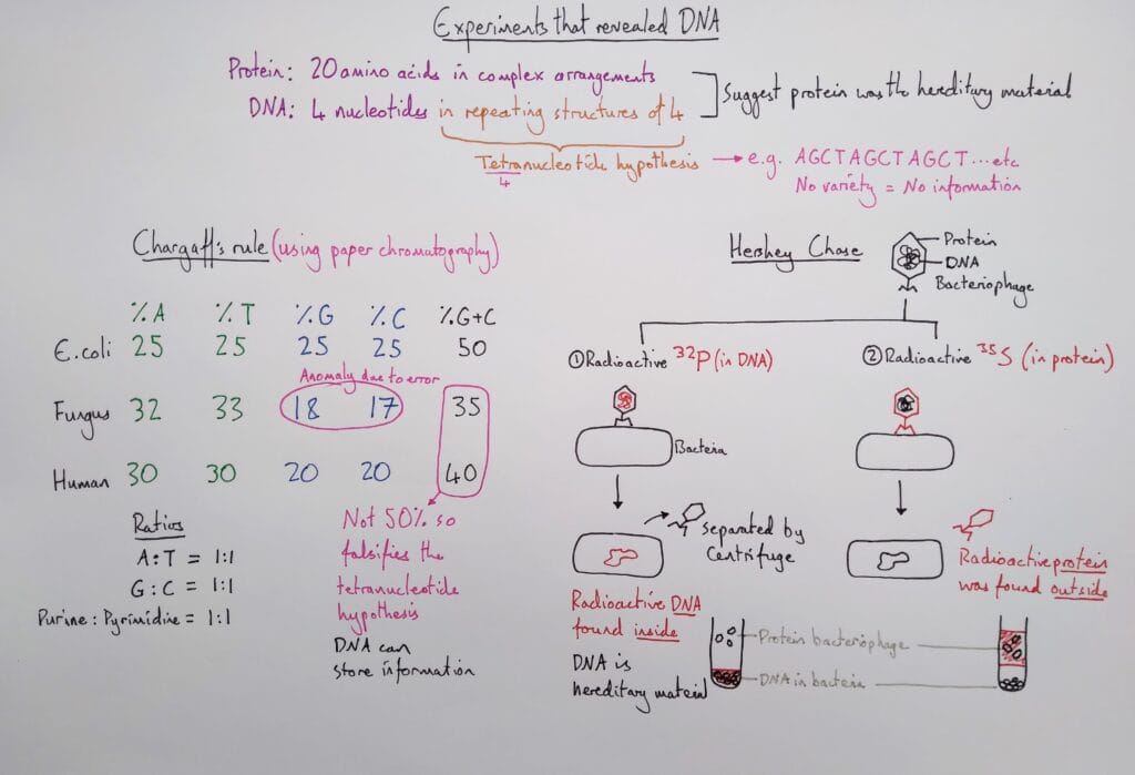 Explain genetics DNA heredity Chargaff Hershey Chase KS5