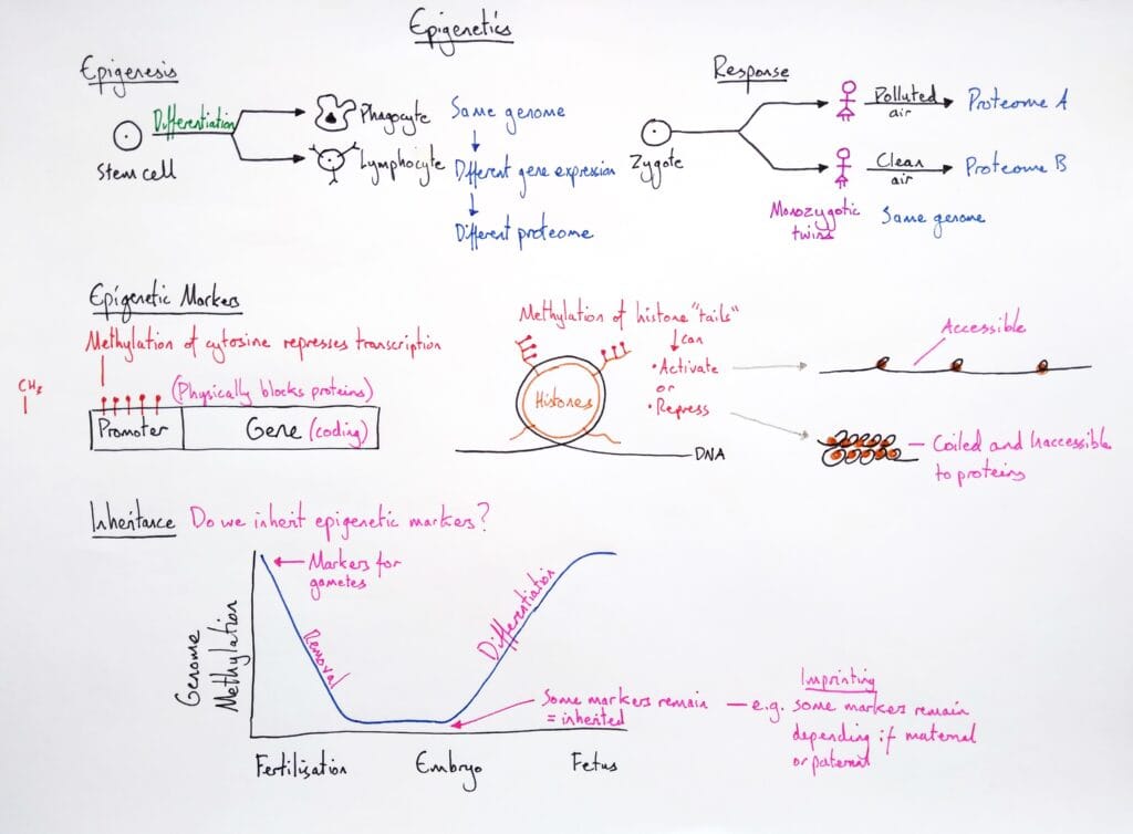 Explain genetics gene expression epigenetics methylation KS5