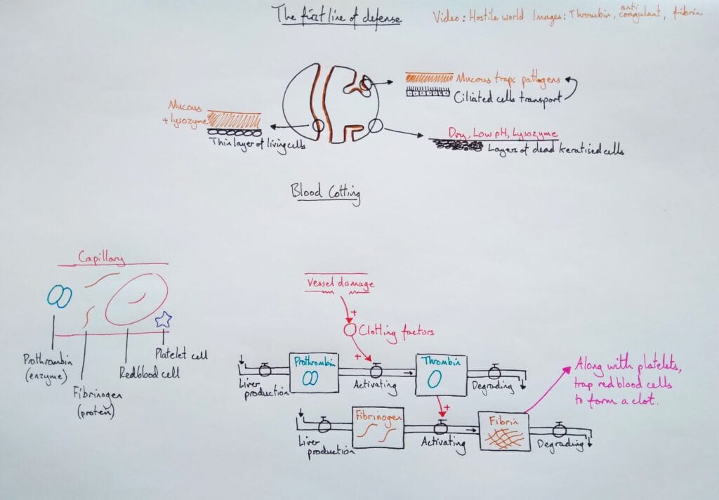 Explain immune system barriers mucous membranes blood clotting KS5