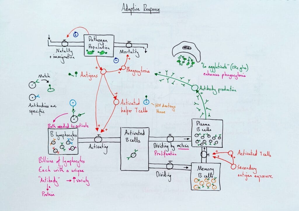 Explain immune system response immunity memory cells in adaptive response KS5