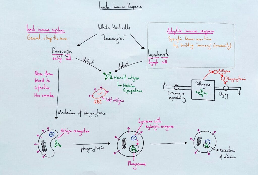 Explain immune system response innate phagocytes KS5