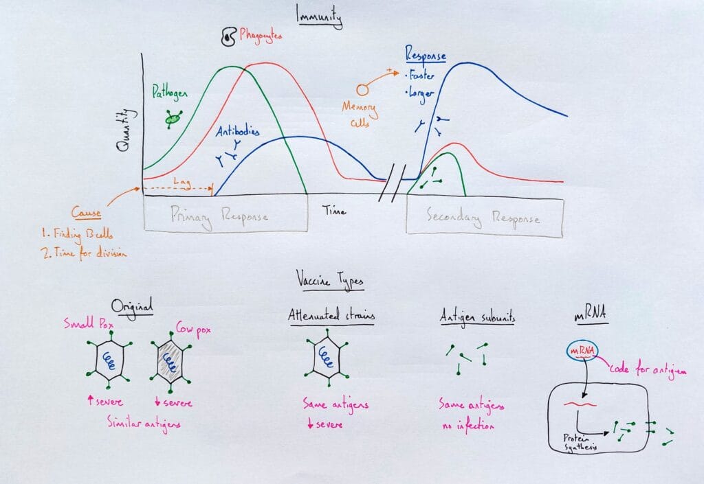 Explain immune system response secondary vaccination KS5