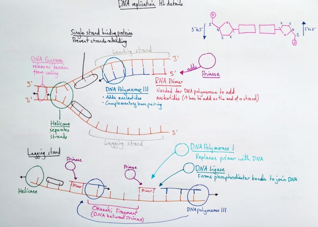 Explain molecular DNA replication higher details KS5