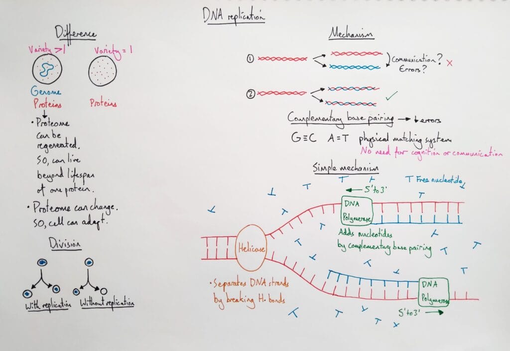 Explain molecular DNA replication meaning and basic mechanisms KS5